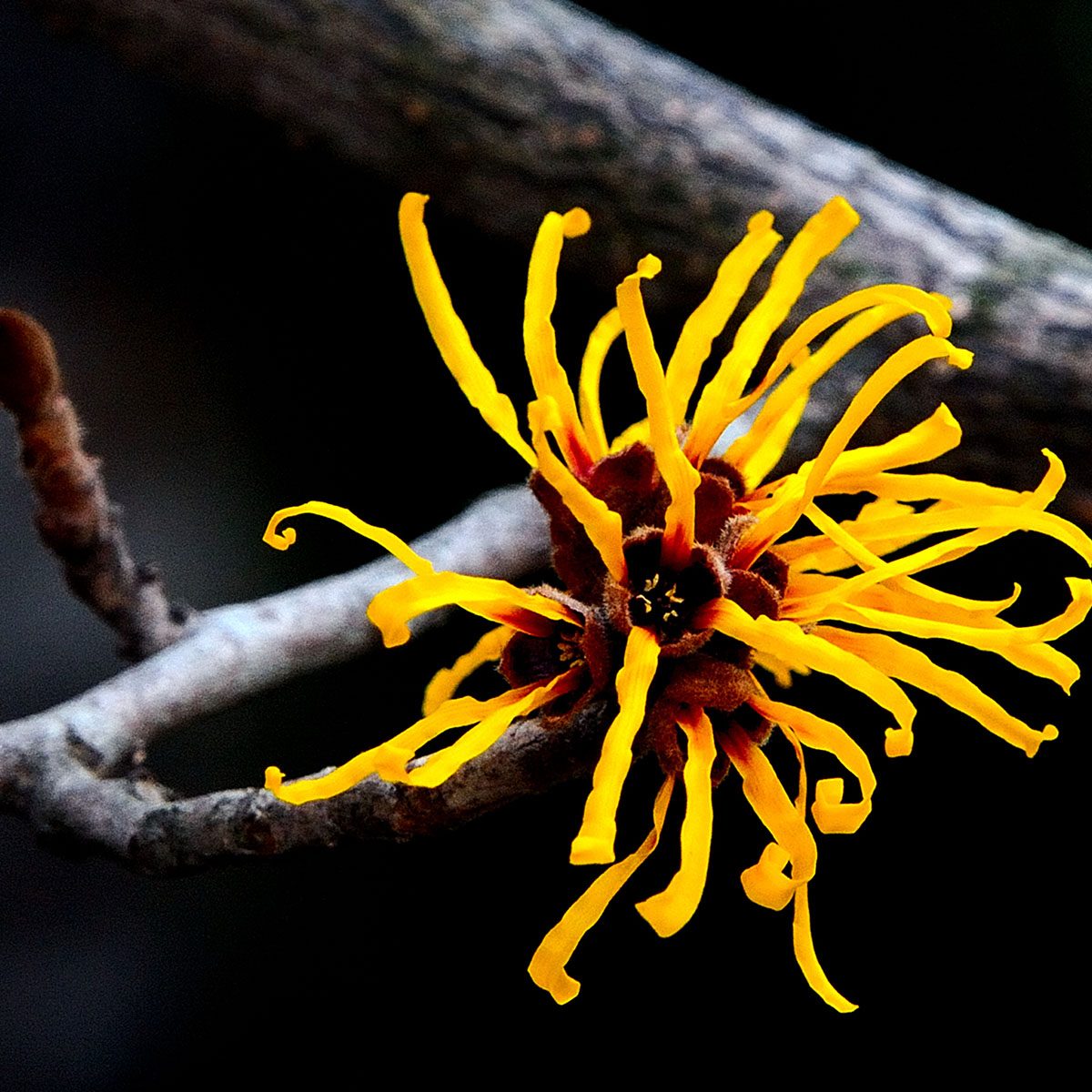 Japanese Witch Hazel