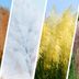 Colorful Pampas Grass Will Transform Your Yard into a Living Rainbow