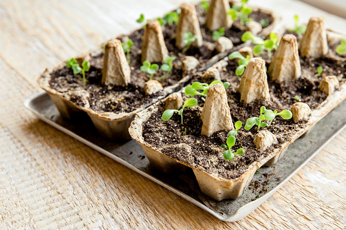 How to Grow Seedlings in an Empty Egg Carton