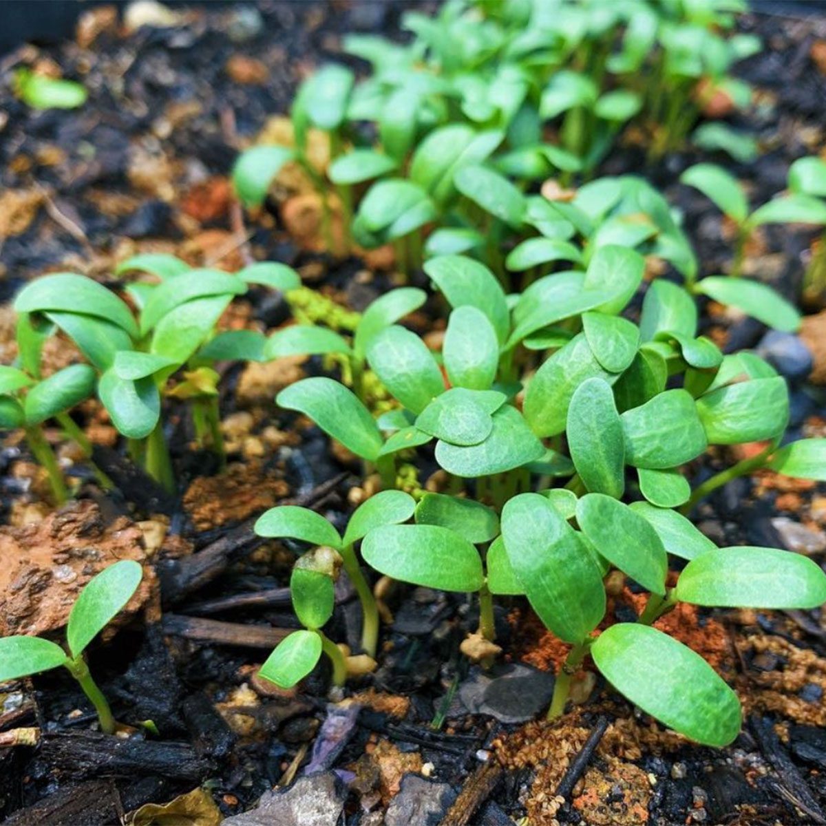 Fenugreek vegetable gardening for beginners