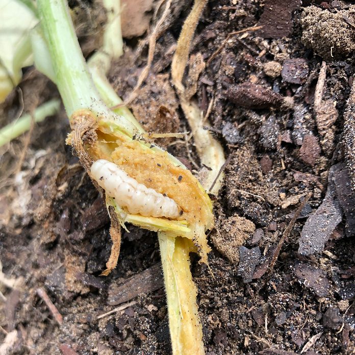 vegetable gardening for beginners Squash vine borer killed squash after burrowing into the stem in garden