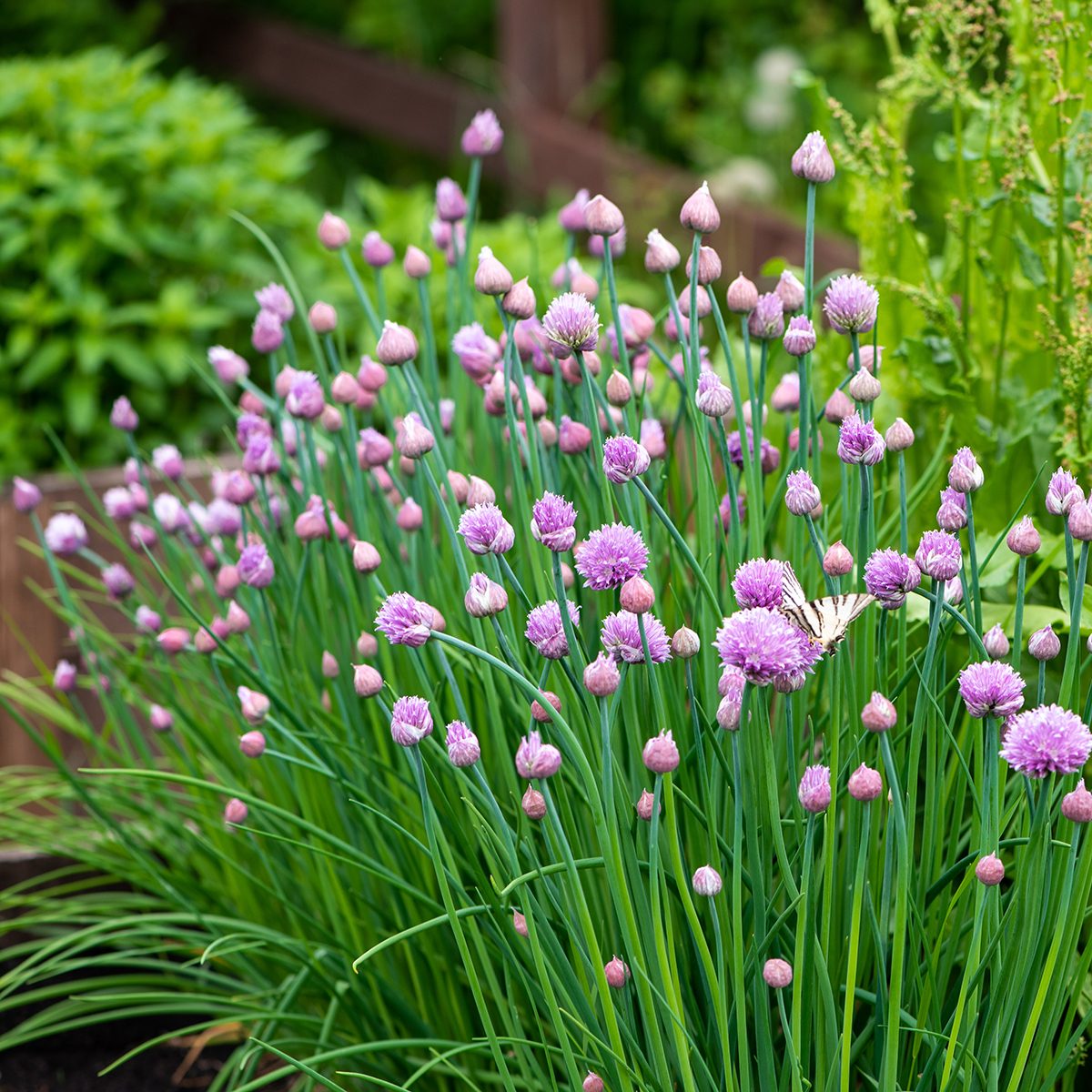Lush Flowering Chives