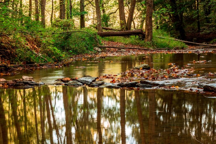 Scenic view of lake in forest,Patapsco Valley State Park,United States,USA