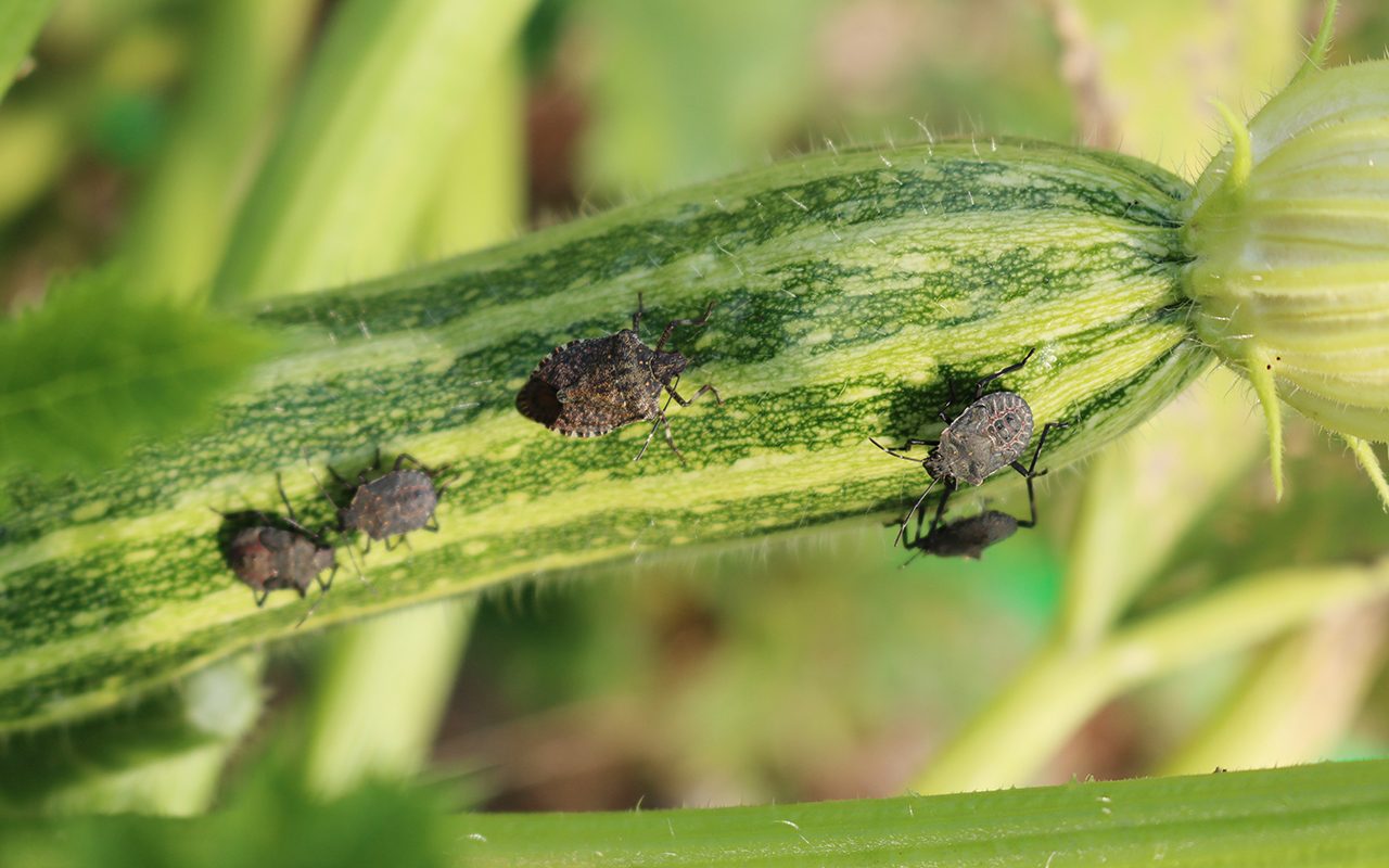 how to grow zucchini Brown Marmorated shield bug on green Zucchini on plant. Halyomorpha halys insect on zucchini