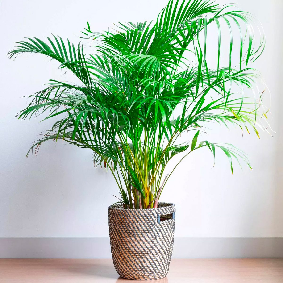 houseplants for sale Majesty Palm National Plant Network