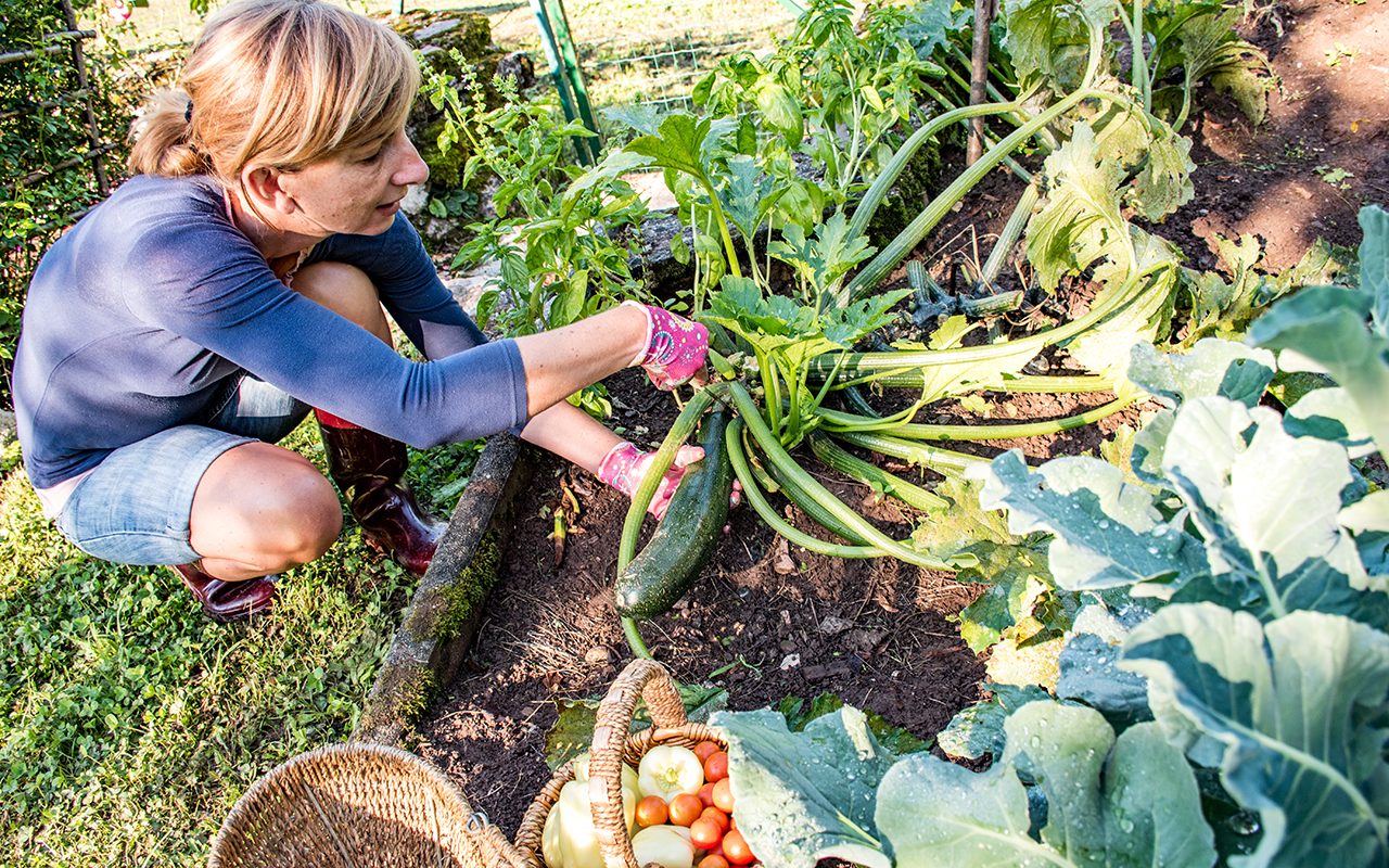 how to grow zucchini Mature Woman Harvesting Zucchini In Her Vegetable Garden