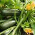 How to Grow Zucchini in Your Backyard Garden