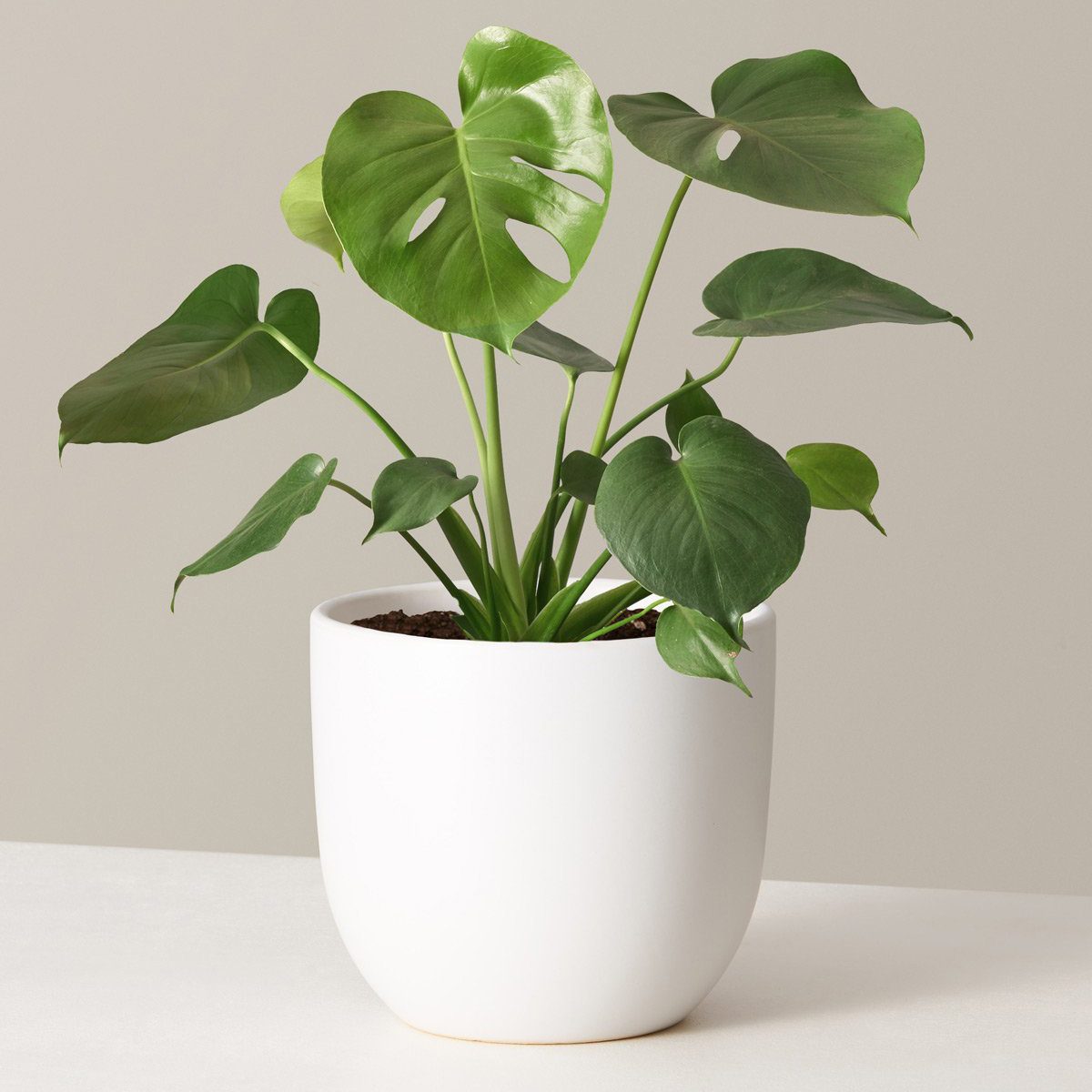 houseplants for sale The Sill Monstera Variant Medium Grant White Ed5dd3db 5b8d 4218 965f 16d254b23f10 1280x