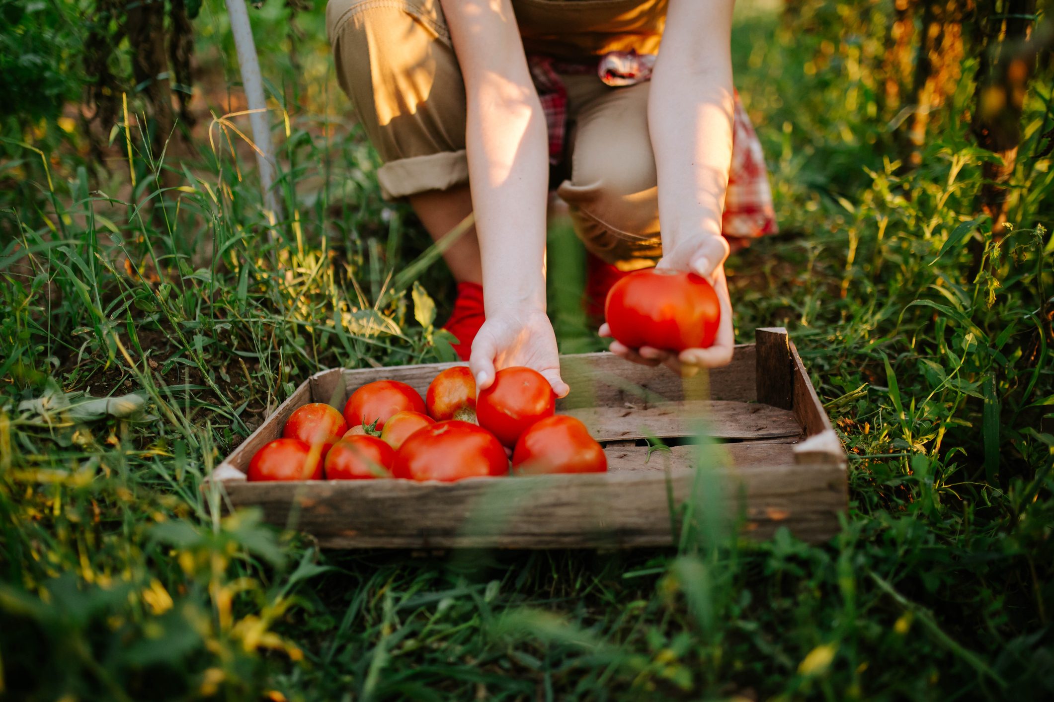 young woman picking tomatoes from her vegetable garden at home