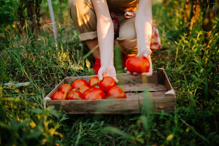 young woman picking tomatoes from her vegetable garden at home