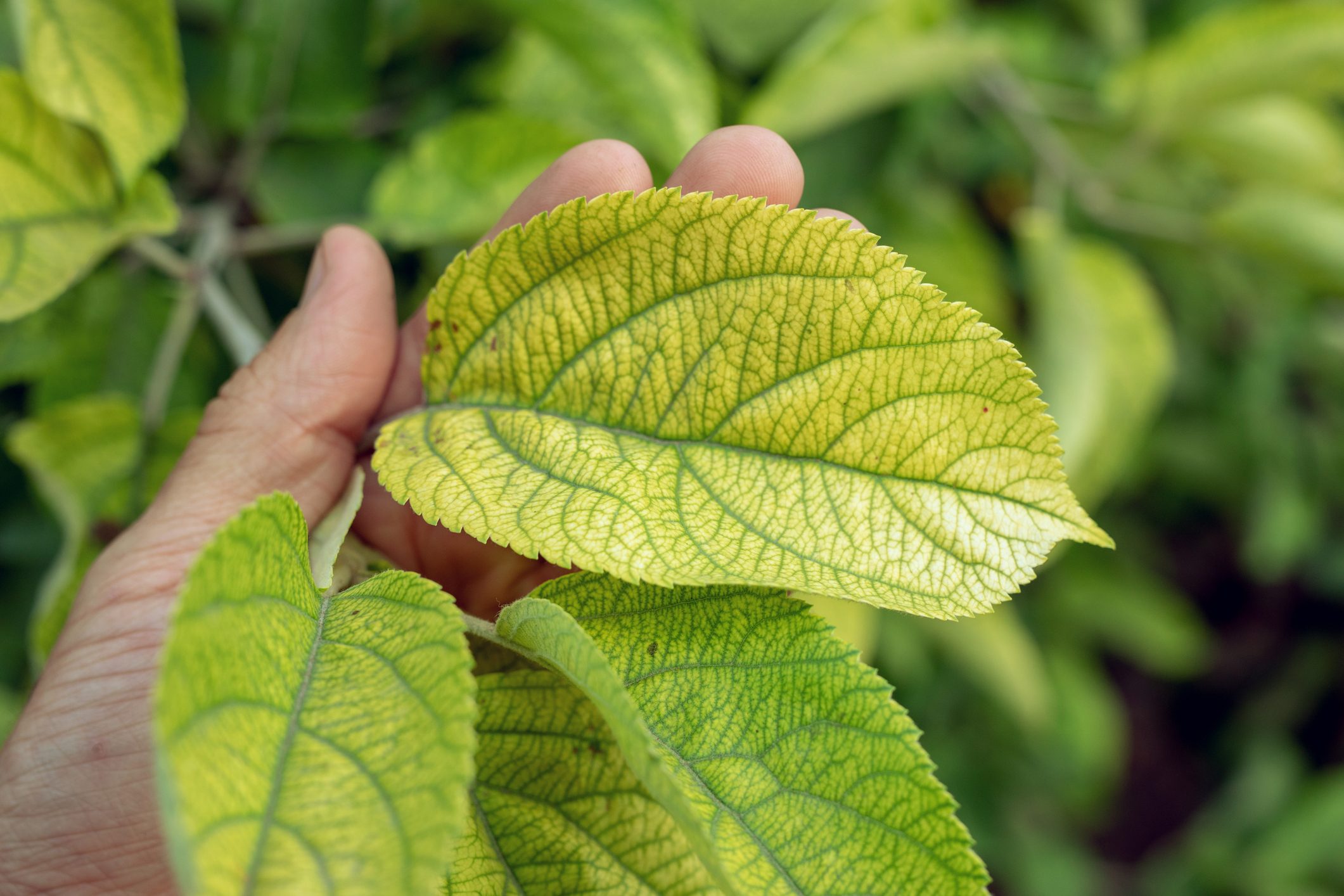 yellow leaves on plant due to iron chlorosis