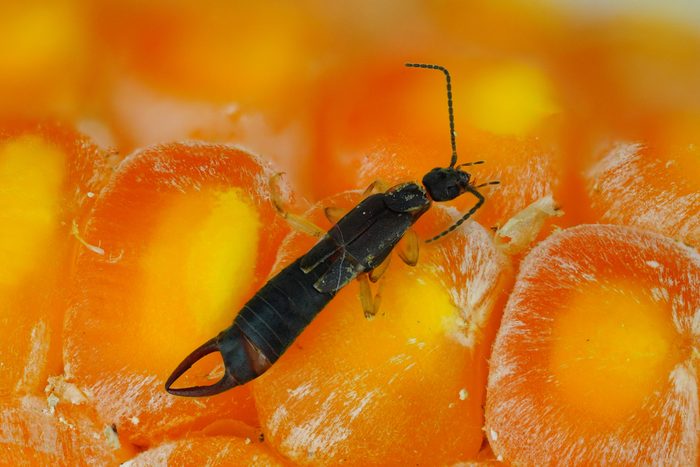 an earwig predator on corn
