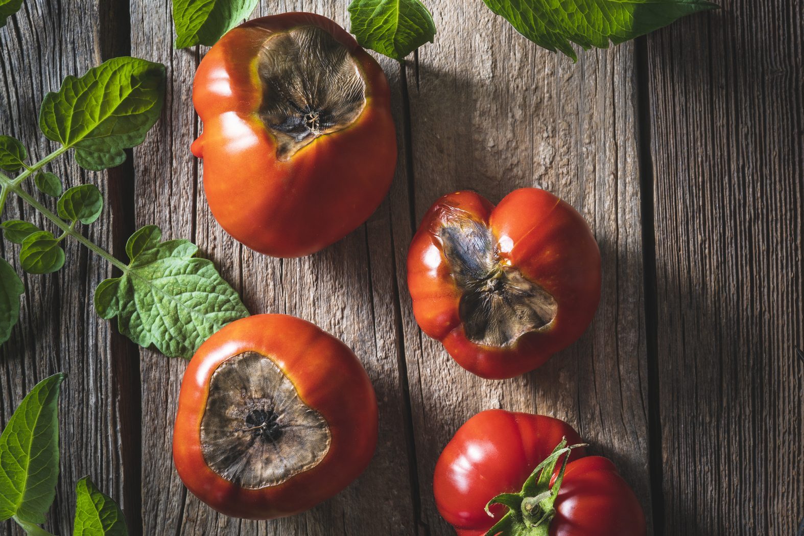 blossom end rot disease on tomatoes