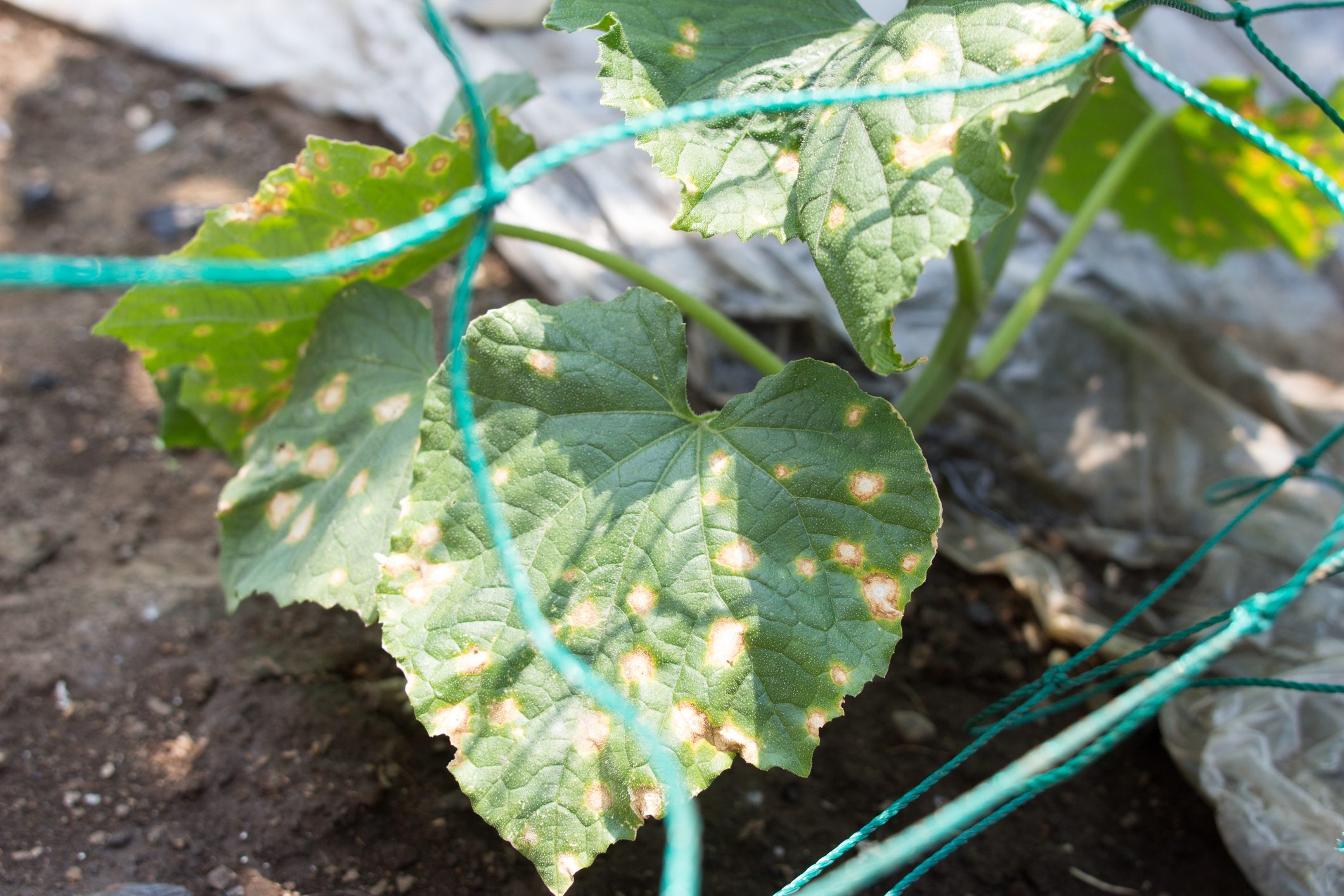 Downy mildew on cucumbers