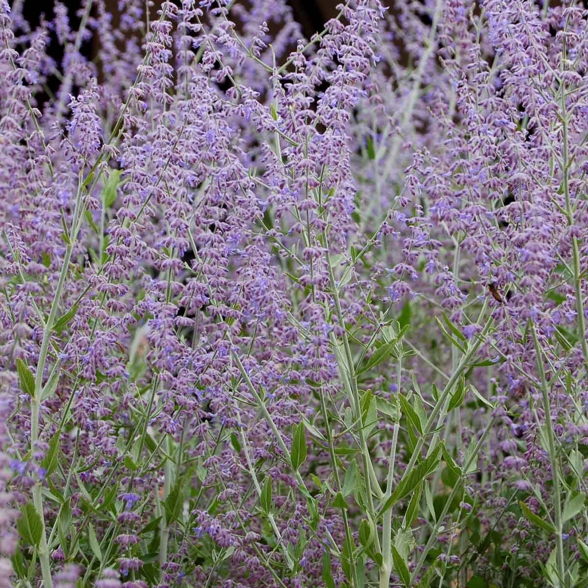 Russian Sage