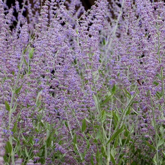 Russian Sage