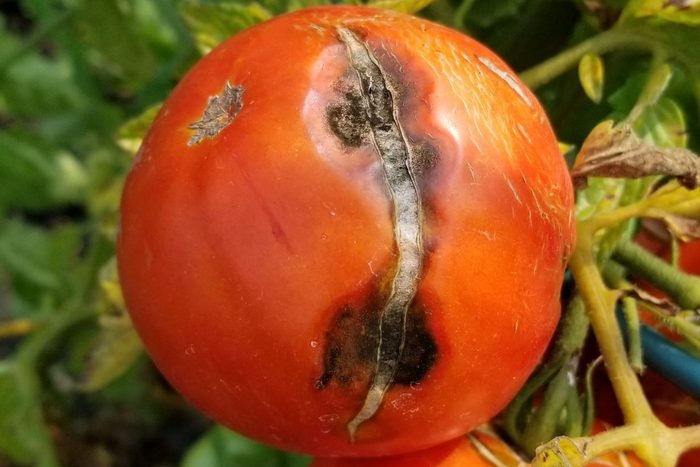 Split tomato in vegetable garden