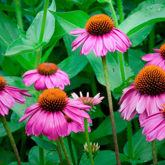 cone flowers