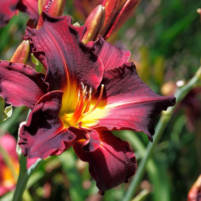 Daylilies