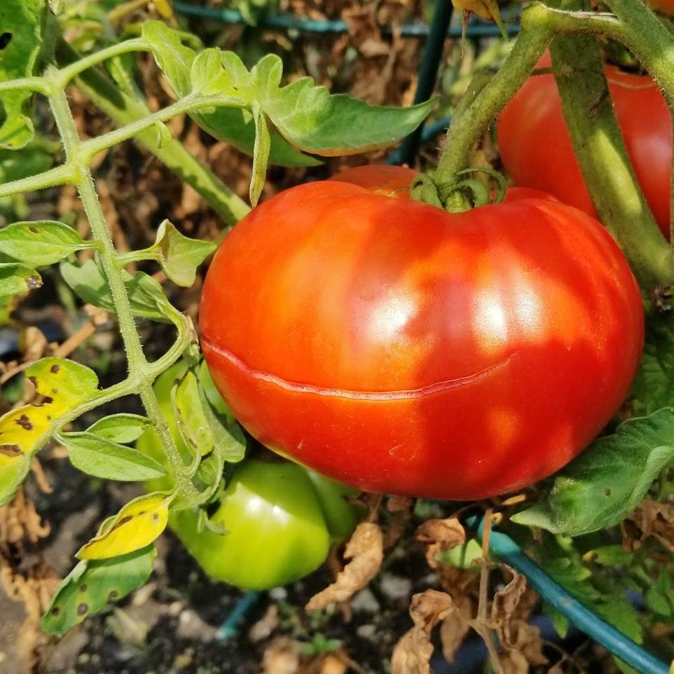 Why Do Tomatoes Split? Here’s Your Answer, Plus How to Prevent It