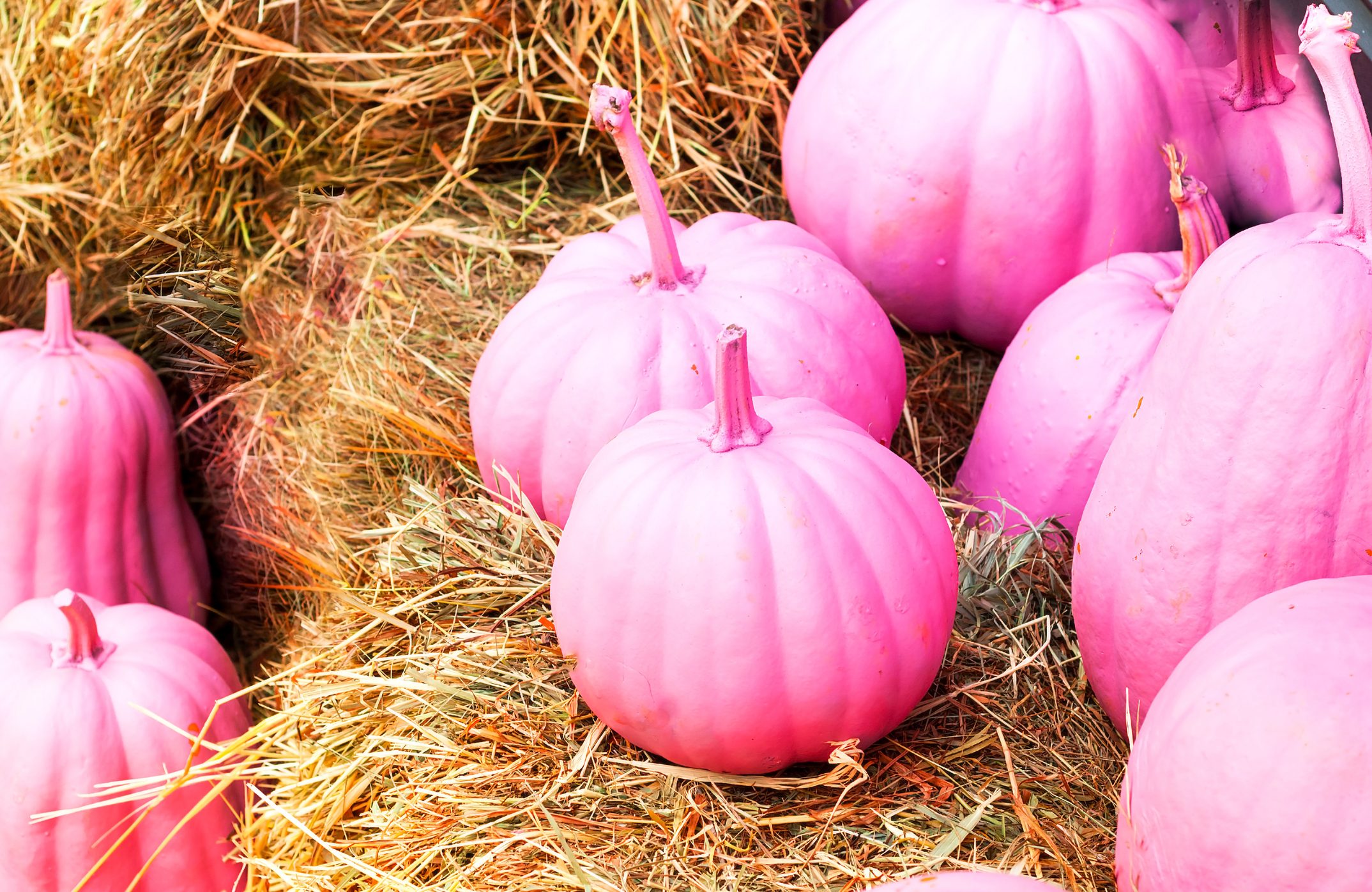Creative background with pink pumpkins on straw. National Pink Day or Halloween.