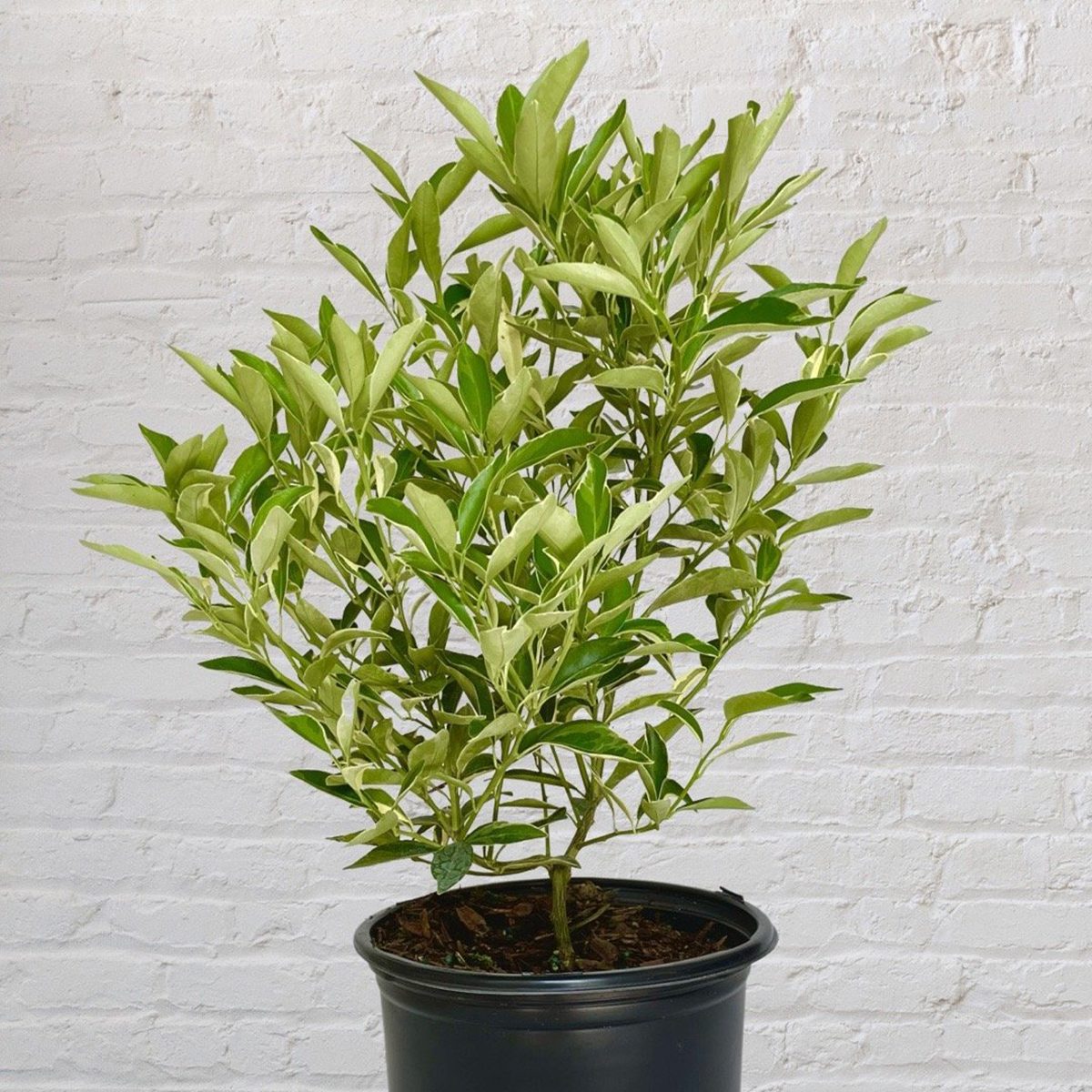 Variegated Kumquat Tree