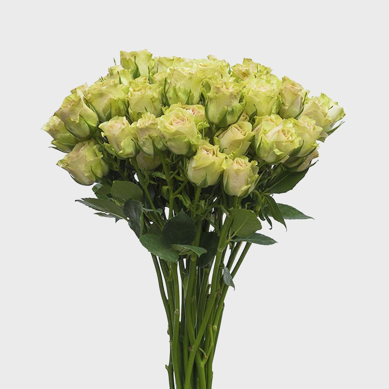 Toh 5 Green Rose Bouquet Via Flowerexplosion Ecomm