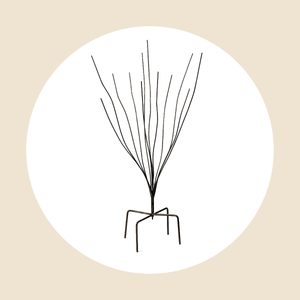 Bottle Bush Bottle Tree