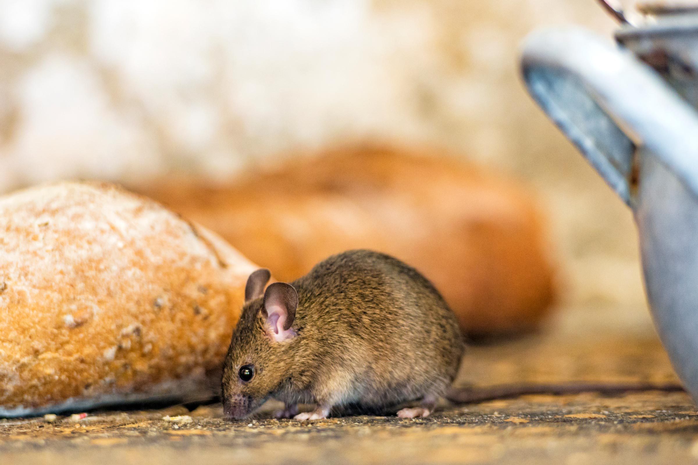 Here’s How to Evict Mice from Your Kitchen