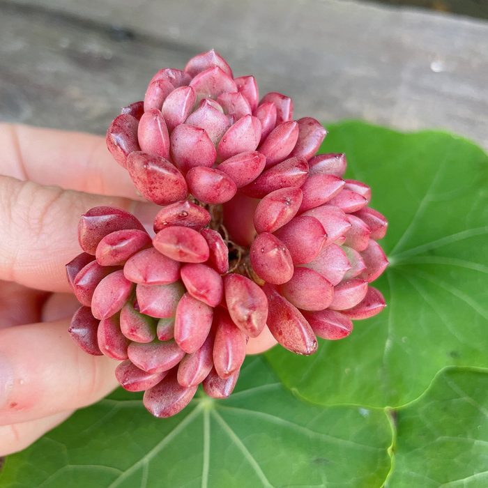Gorgeous Pink Ruby Triple Ecomm Via Etsy.com