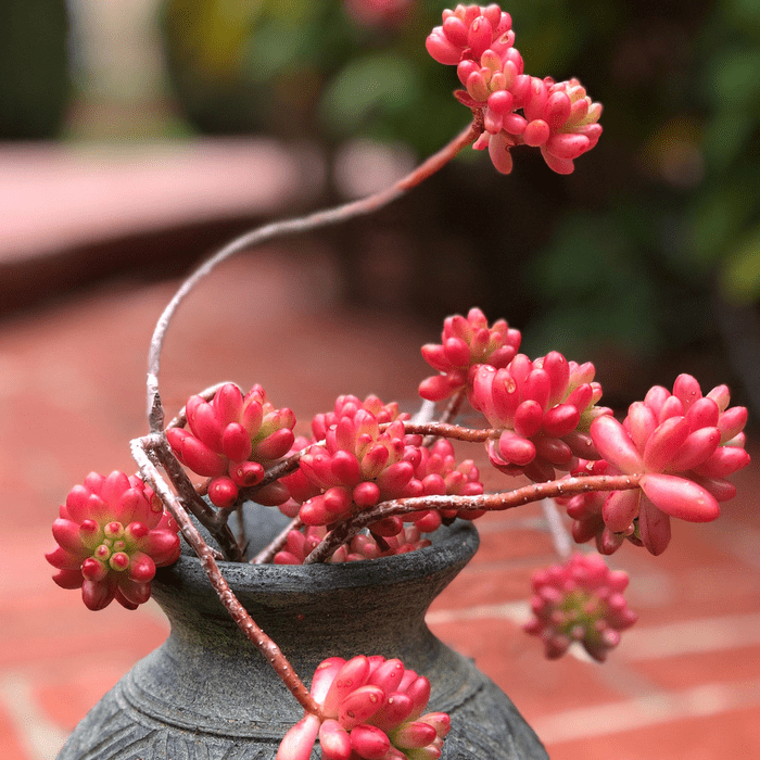 Pink Jelly Beans Succulent Ecomm Via Etsy