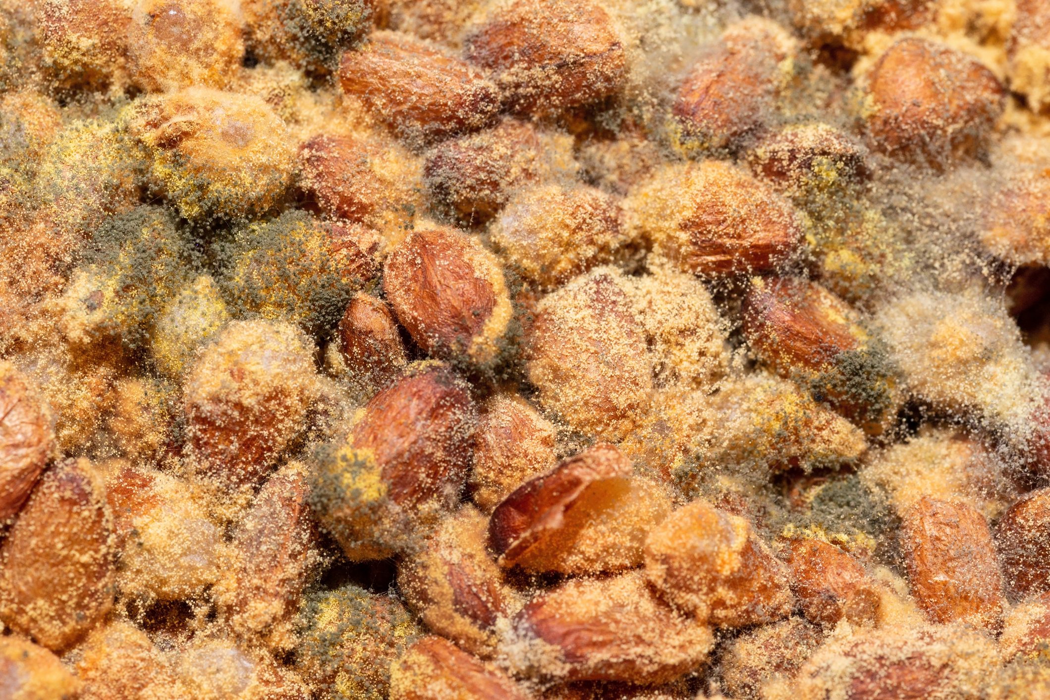 Background of moldy pine nuts top view.