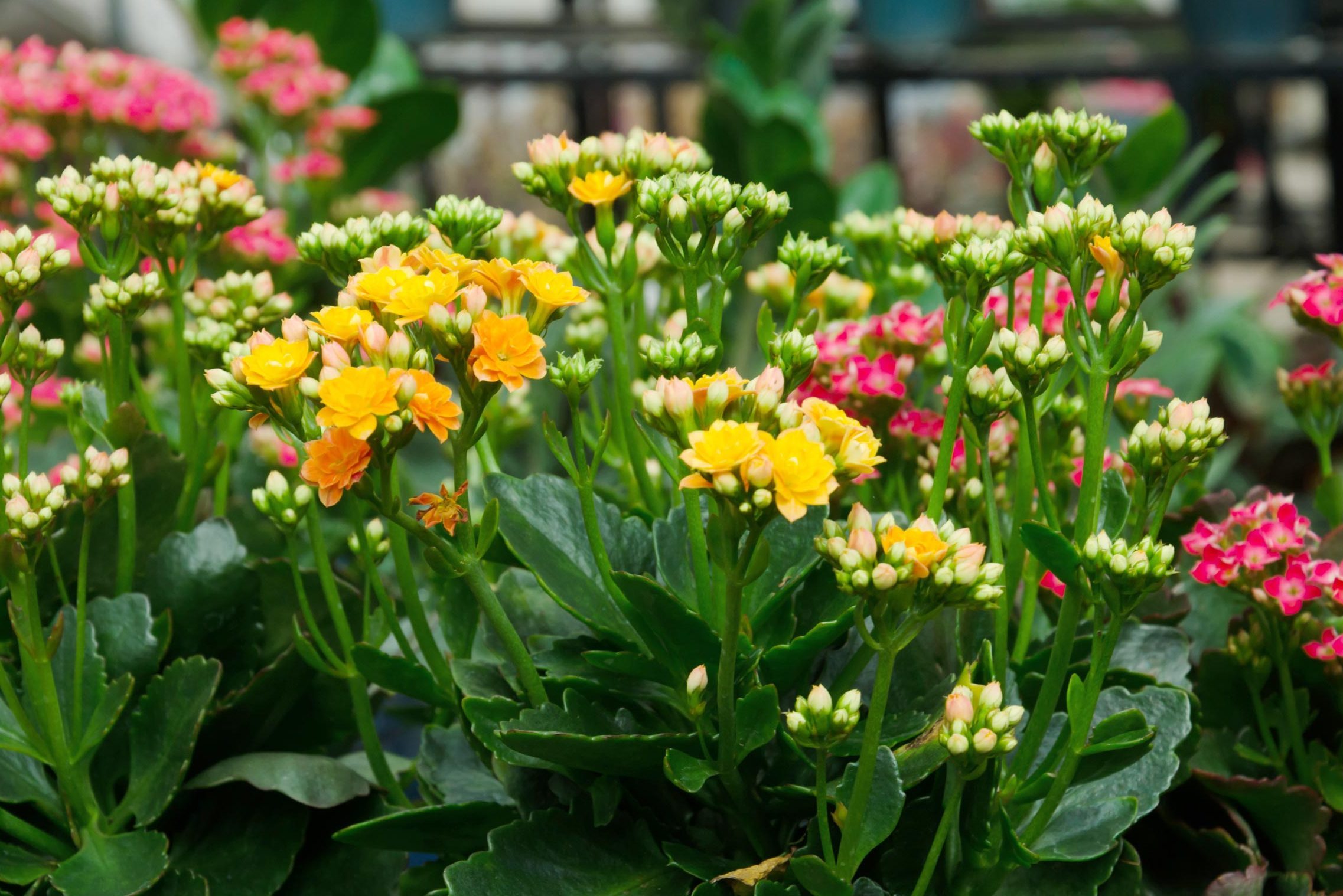 flowering Kalanchoe succulents in various colors