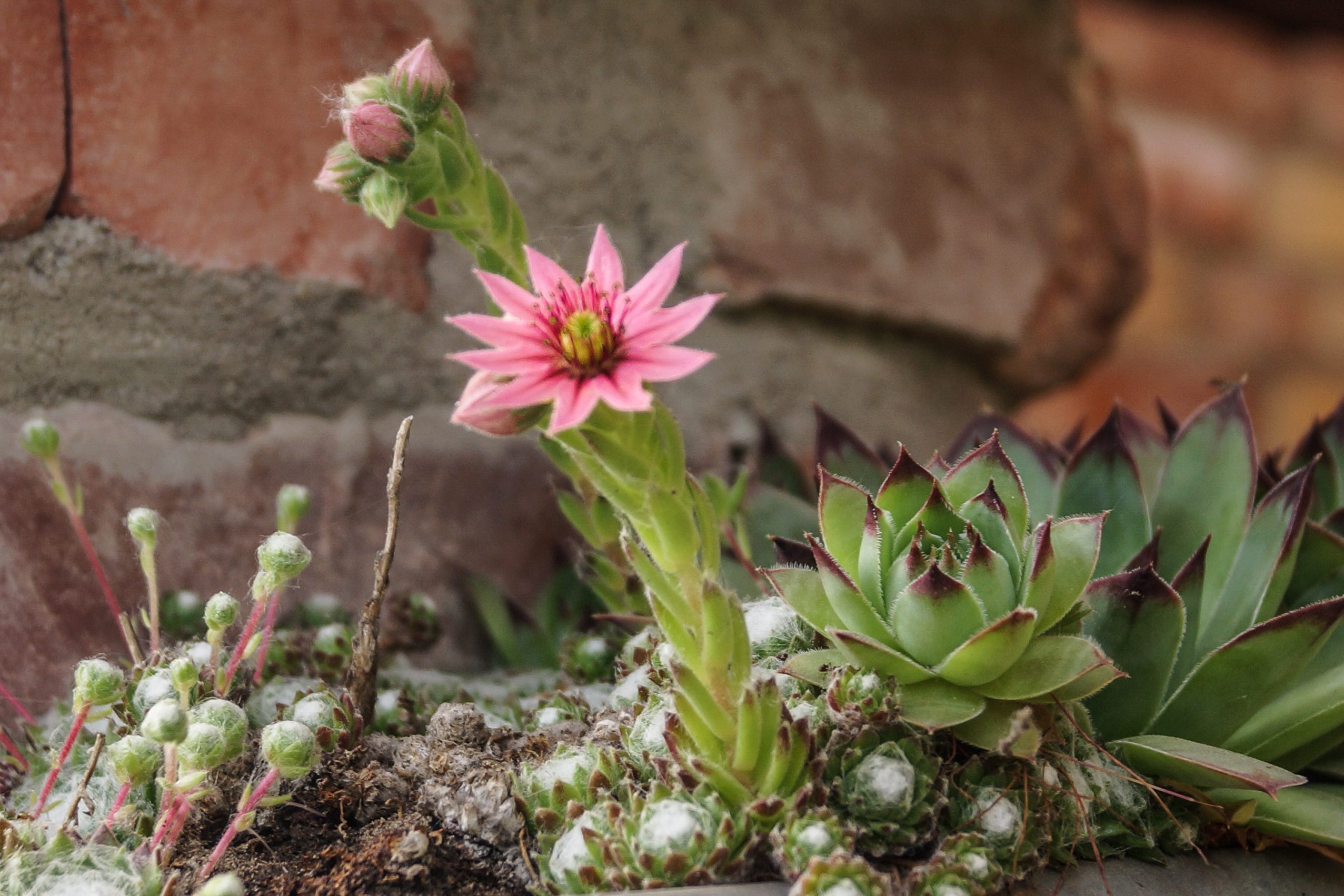 Close-Up Of Pink Flowering hens and chicks Plant