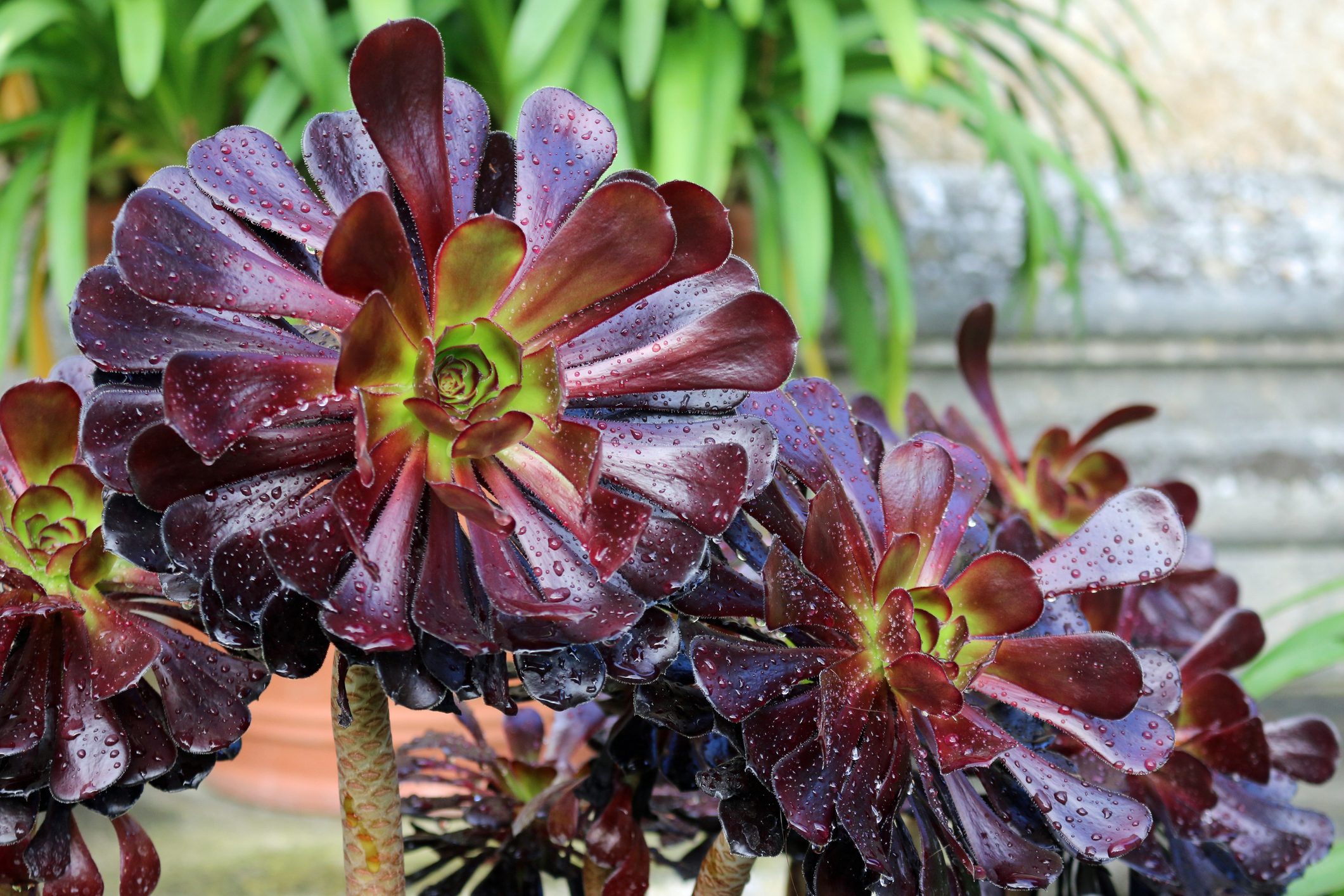 purple Aeonium arboreum variety atropurpureum, with spots of rain on the leaves with a blurred background of stone and clay pots.