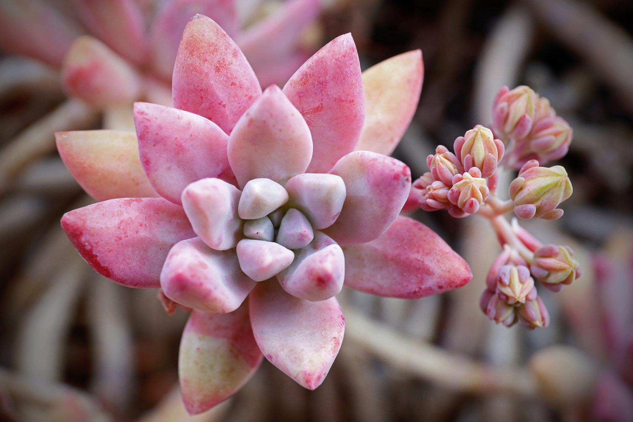 close up of Graptopetalum paraguayense, succulent plant.