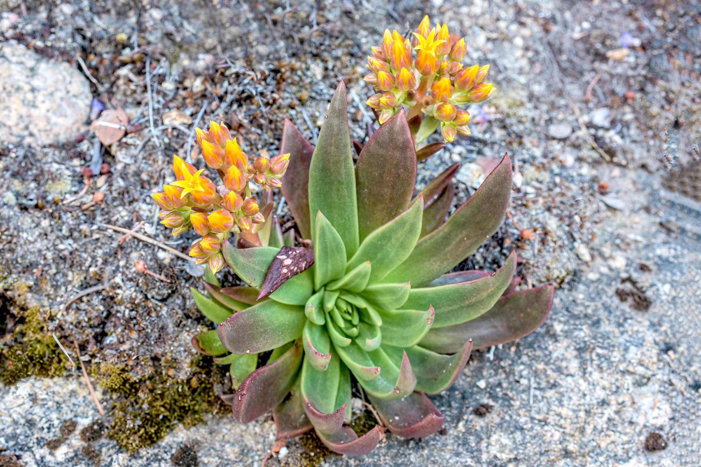 yellow flowering Dudleya succulents in a rocky garden