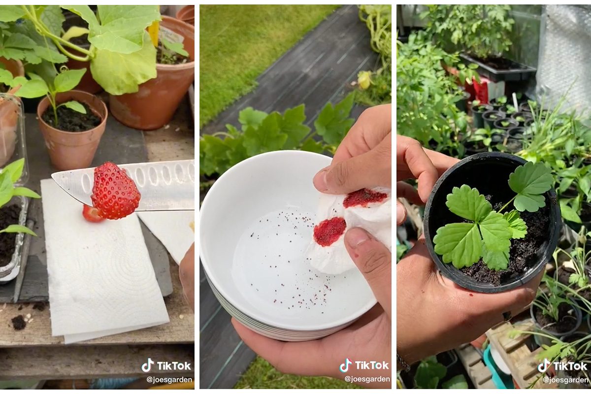 Collage Of Tiktok Showing How To Grow Strawberries from Seeds