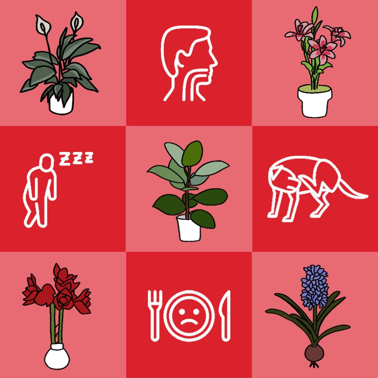 15 Toxic Plants You May Already Have at Home