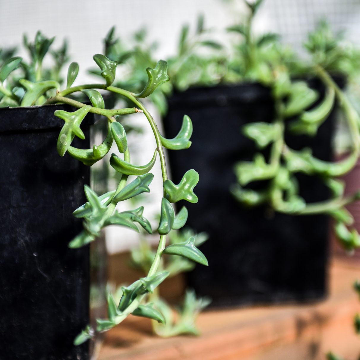 Bring the Beach to Your Garden with a Rare Dolphin Succulent