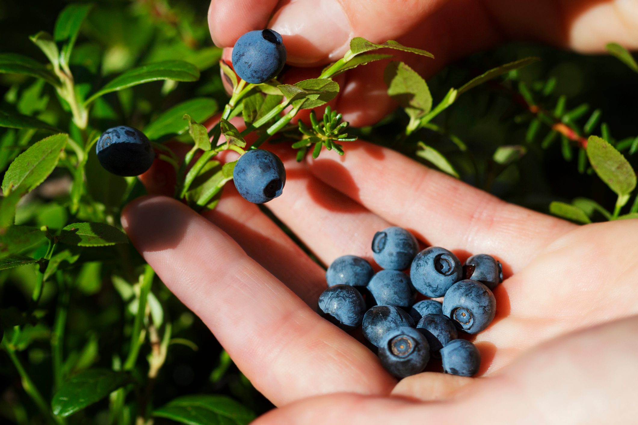 How to Pick the Best Blueberries