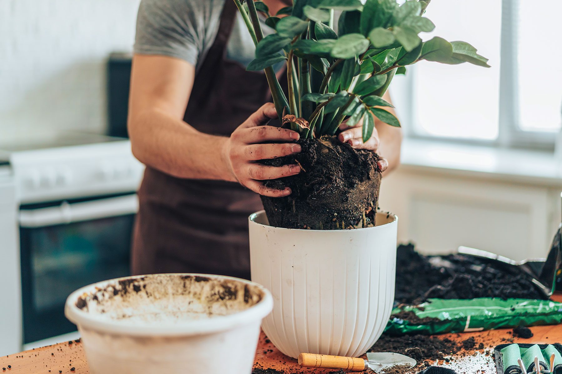 How to Repot a Plant the Right Way