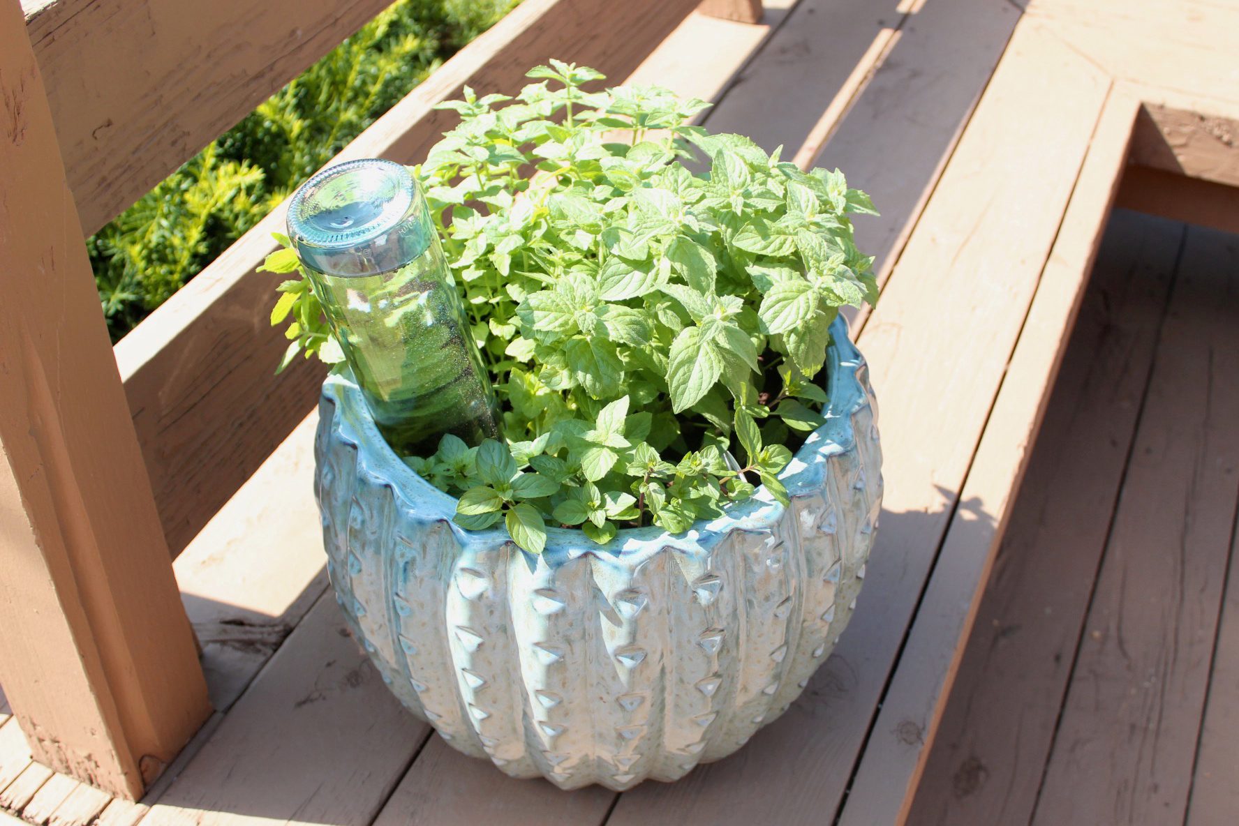 Using Wine Bottle to Water Plants
