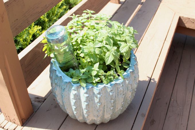 Using Wine Bottle to Water Plants