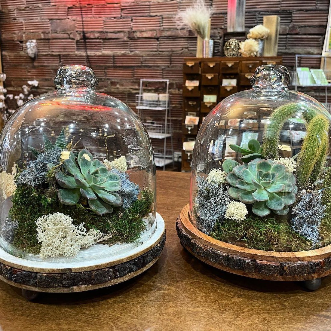 Succulents In Cloche Via Urbanorchidfloral Via Instagram