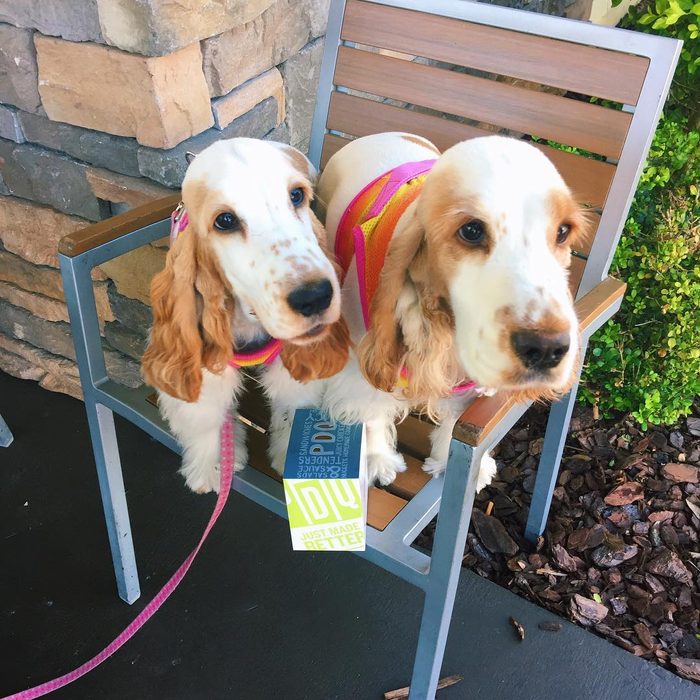 Dogs Eating Pdq Tenders