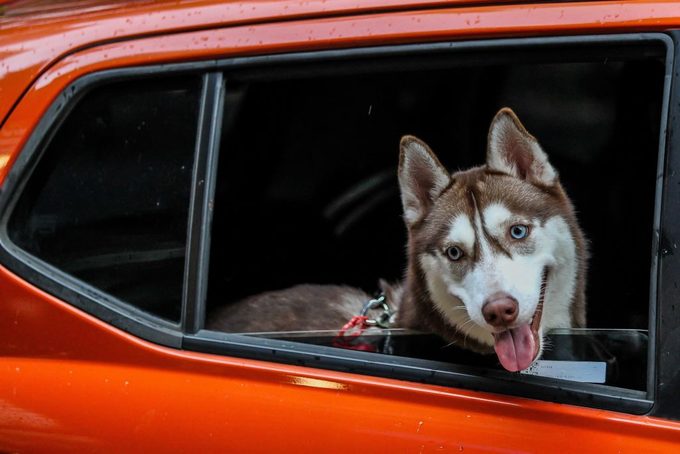 PHILIPPINES-MANILA-WORLD ANIMAL DAY-DRIVE-THRU PET BLESSING