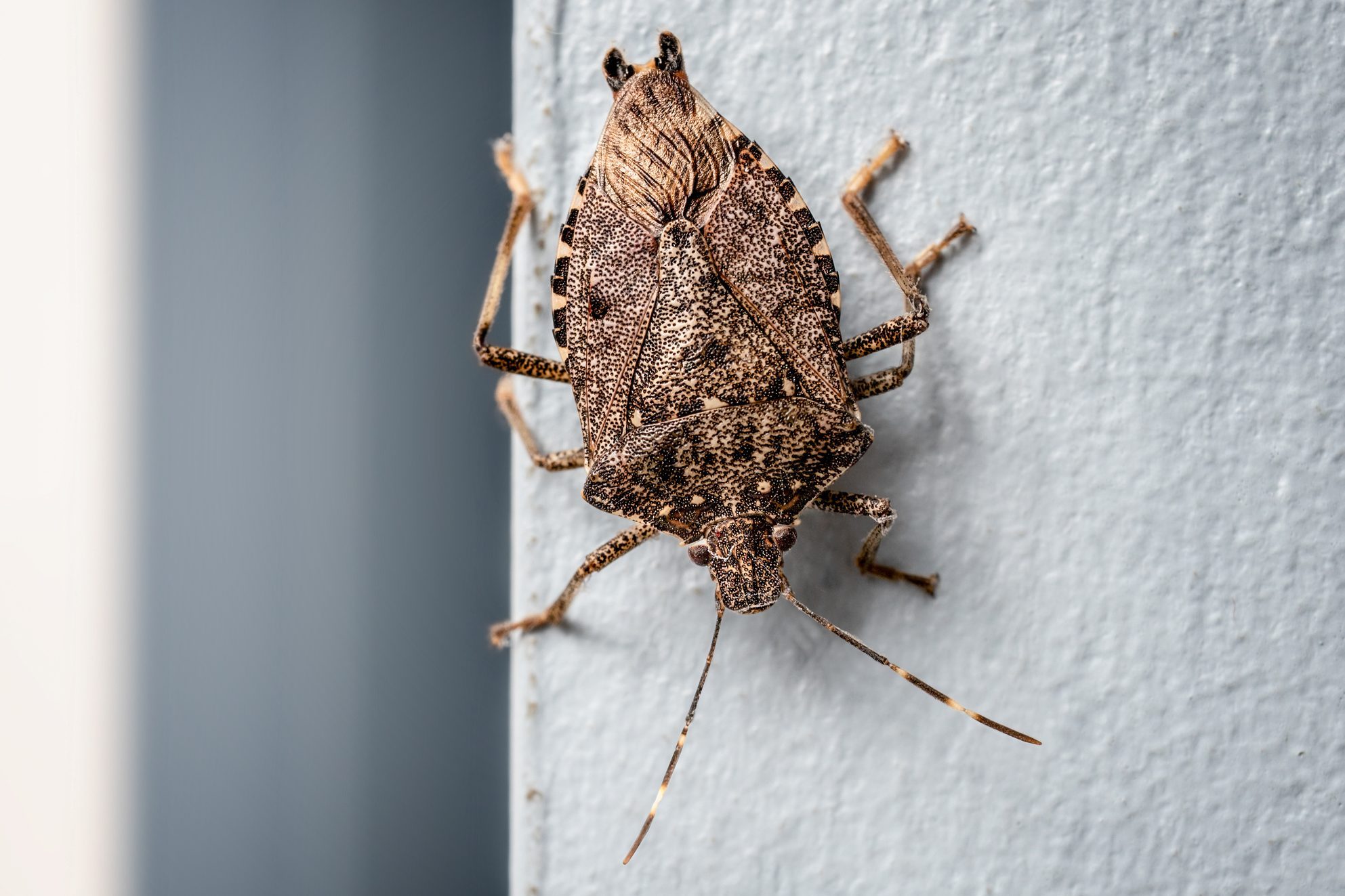 How to Get Rid of Stink Bugs