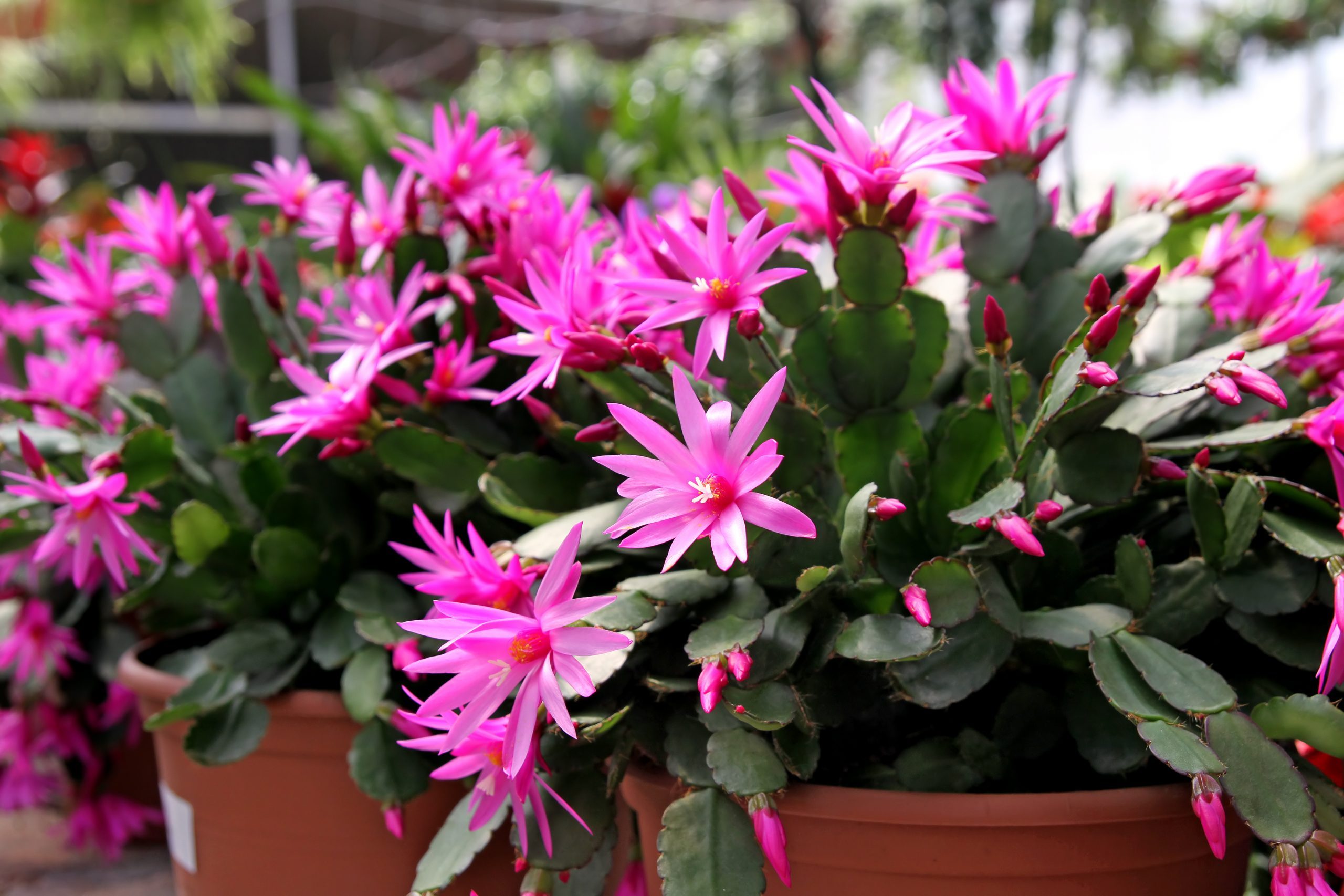 How to Grow and Care for an Easter Cactus So It Blooms Every Year