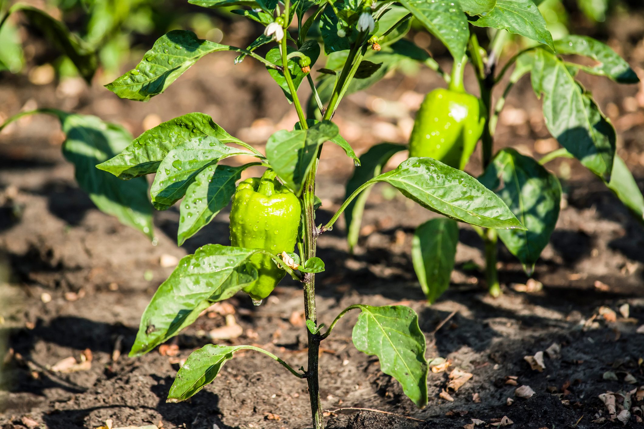 Everything You Need to Know About Pruning Pepper Plants
